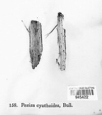 Crocicreas cyathoideum var. cyathoideum image